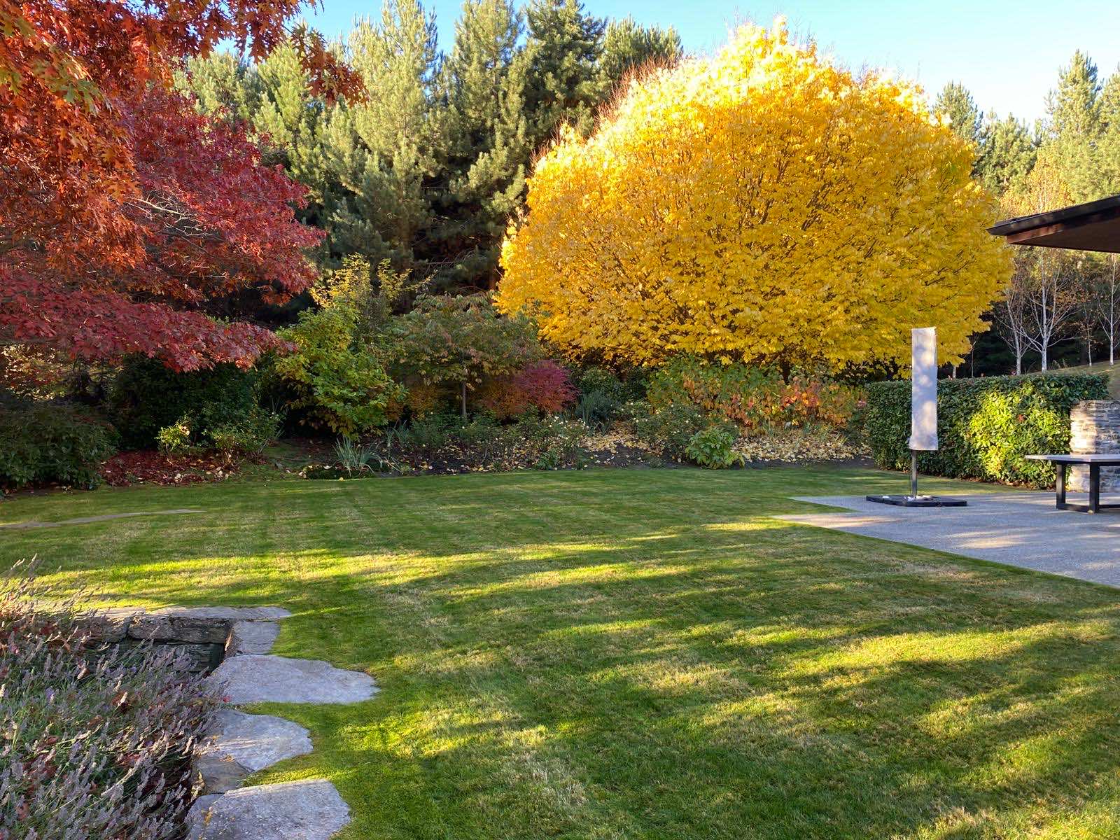 A kept lawn in autumn, with a golden maple and red foliage along the boundary planting