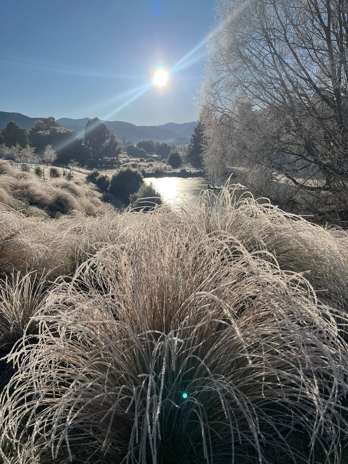 Frost on tussock grasses at sunrise, with a pond and the hills beyond