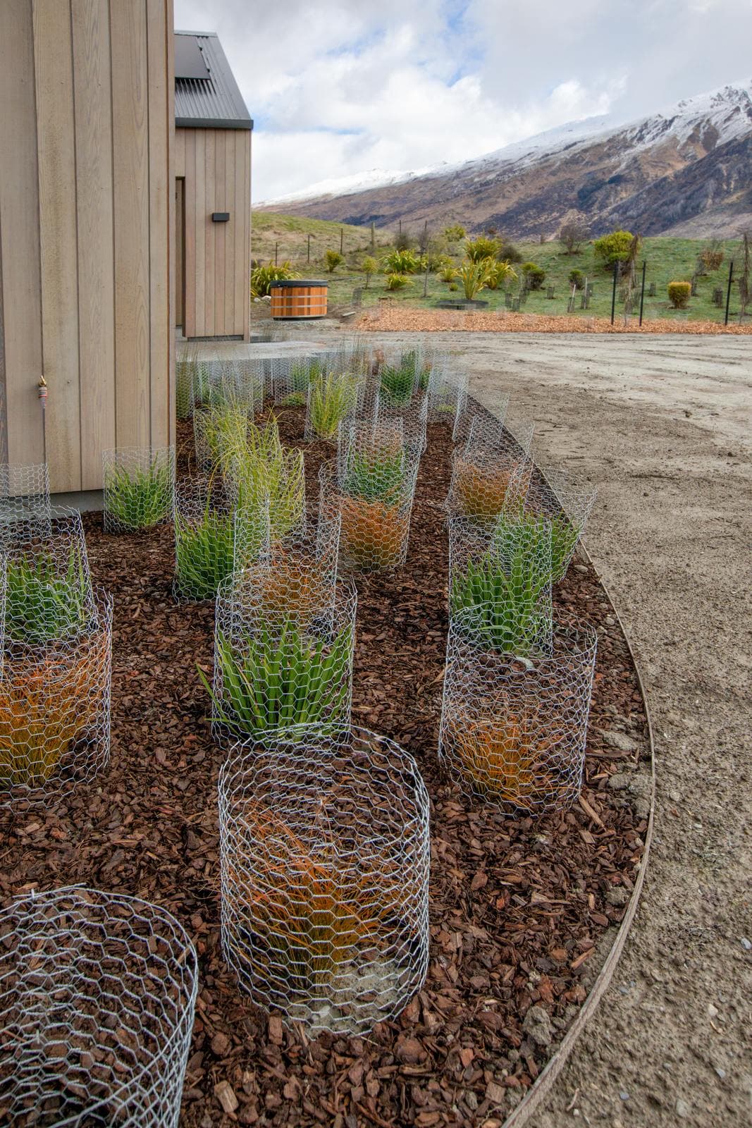 New tussock planting, every plant in its own wire cage, on a bark bed