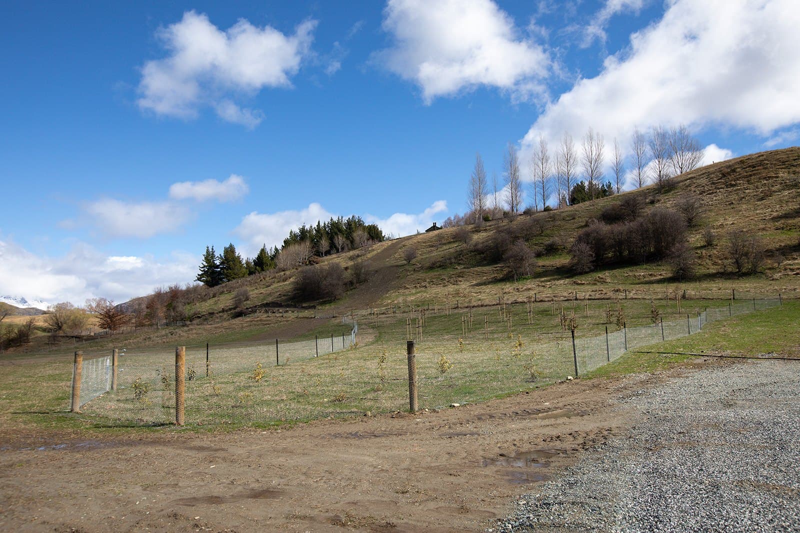 A fenced enclosure of young plantings on a hillside