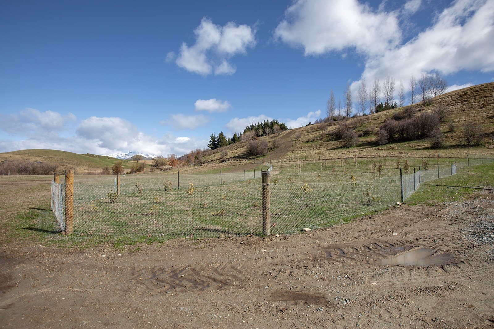 Rabbit netting on timber posts around a new planting, hills behind