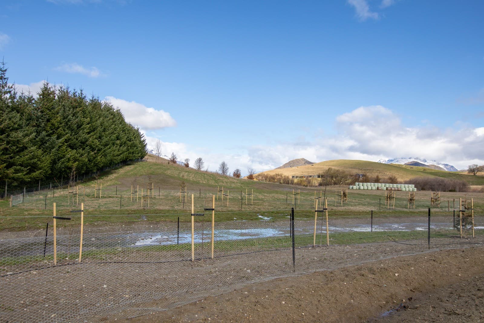 Staked young trees inside a netted fence on a paddock, a shelter belt and hills behind