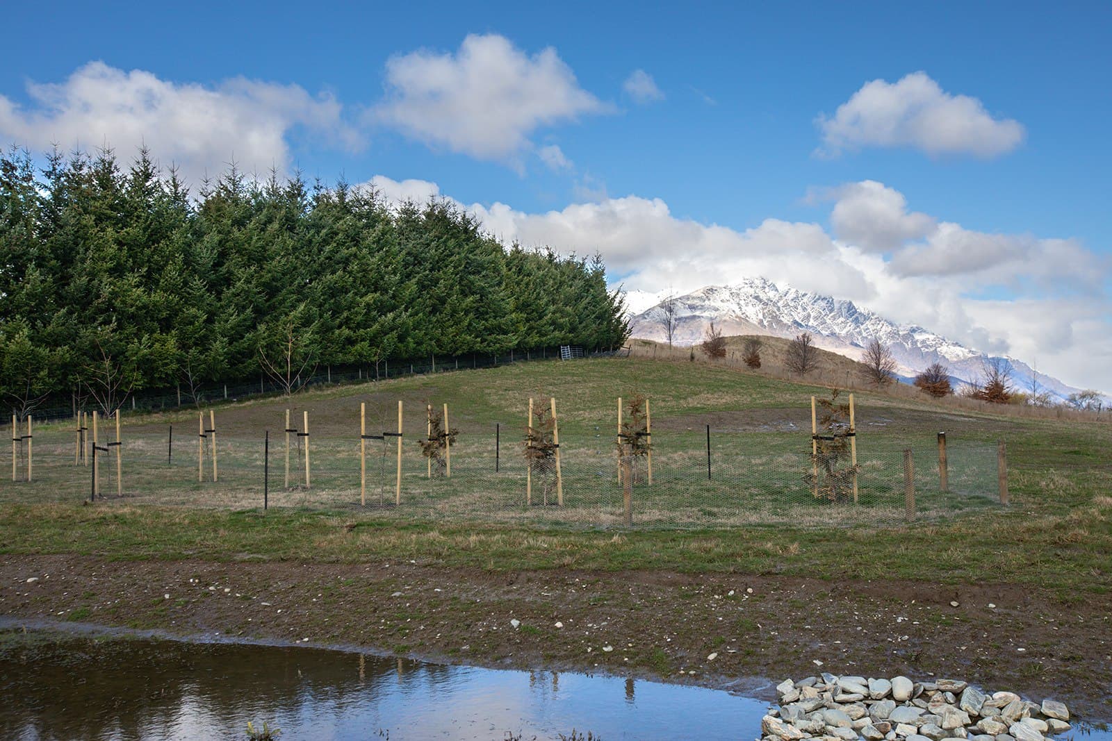 Young trees staked and guarded inside a netted fence, with a snow-capped range behind