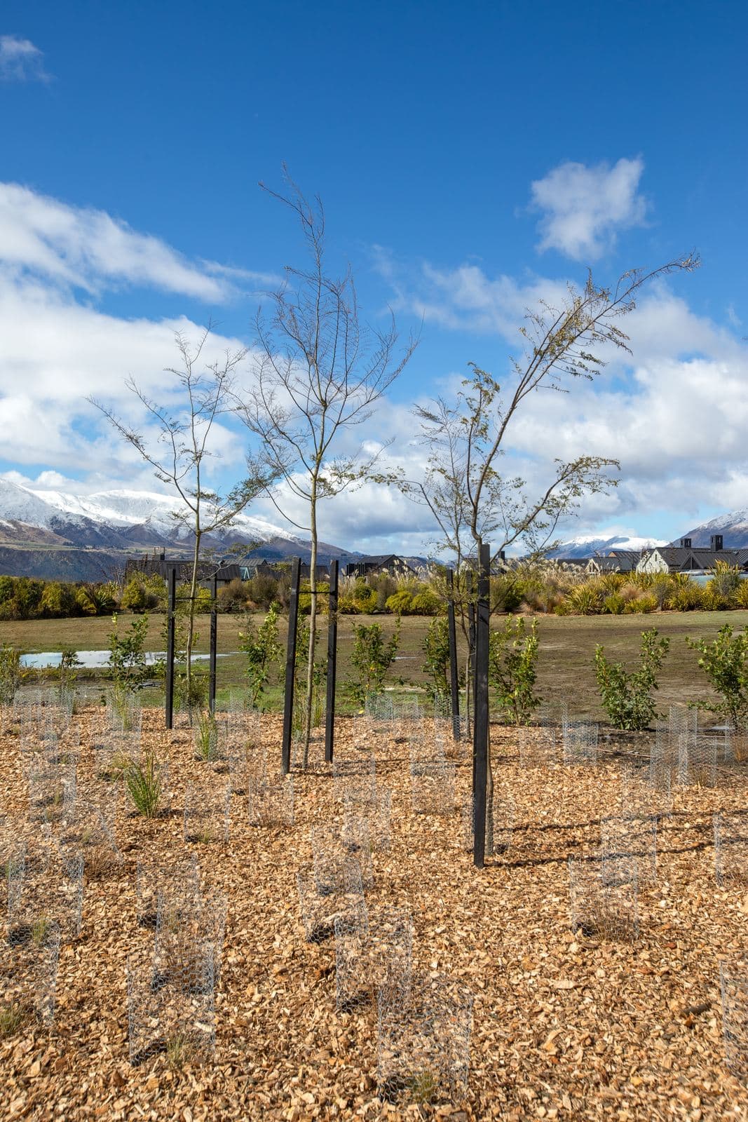 Young trees staked and guarded on a bark-covered planting, snowy peaks in the distance